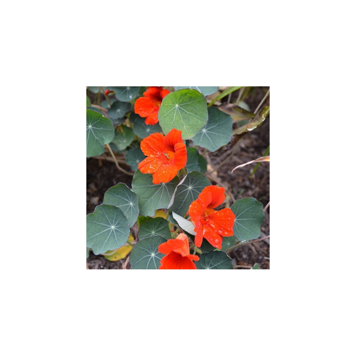 Lichořeřišnice Princess of India - Tropaeolum minus - prodej semen - 15 ks