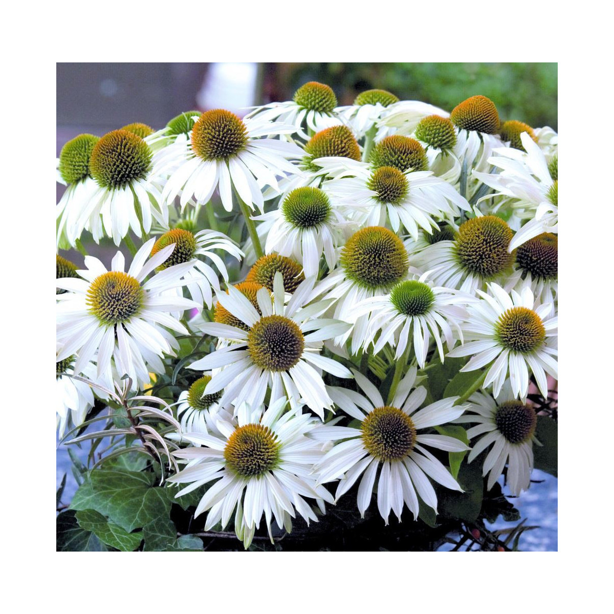Třapatkovka nachová Primadonna White - Echinacea purpurea - prodej semen - 15 ks