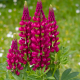 Vlčí bob červený Mein Schloss - Lupinus polyphyllus - prodej semen - 40 ks