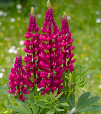 Vlčí bob červený Mein Schloss - Lupinus polyphyllus - prodej semen - 40 ks