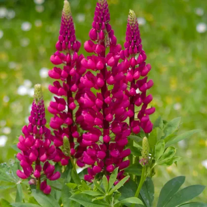 Vlčí bob červený Mein Schloss - Lupinus polyphyllus - prodej semen - 40 ks