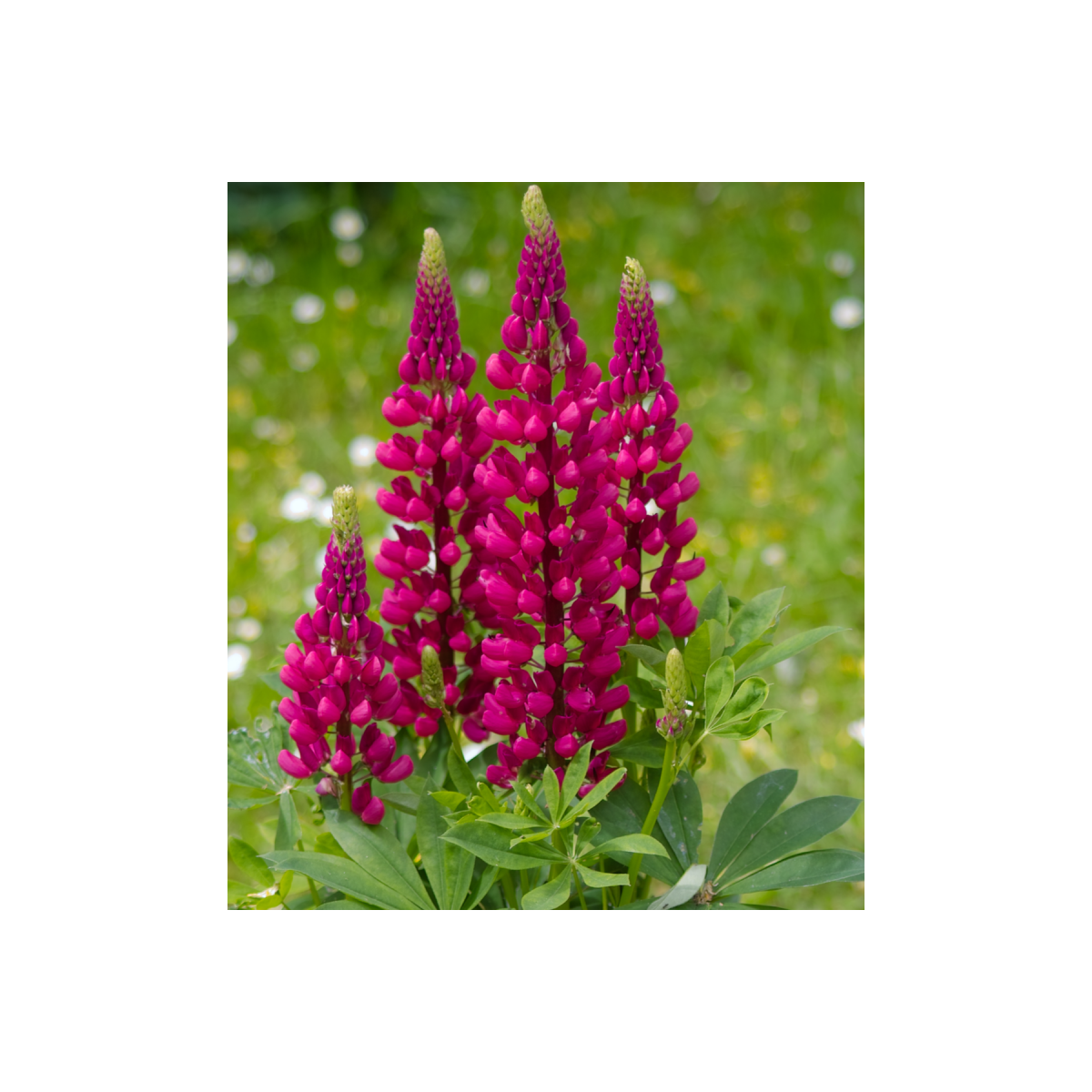 Vlčí bob červený Mein Schloss - Lupinus polyphyllus - prodej semen - 40 ks