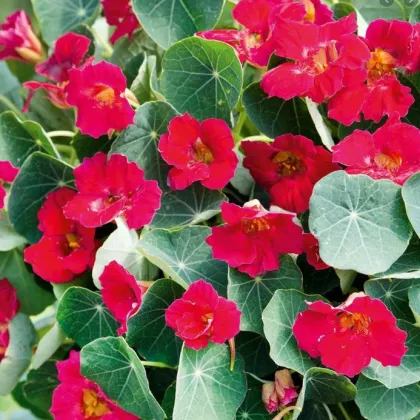 Lichořeřišnice nízká Baby Deep Rose - Kapucínka - Tropaeolum minus - prodej semen - 8 ks