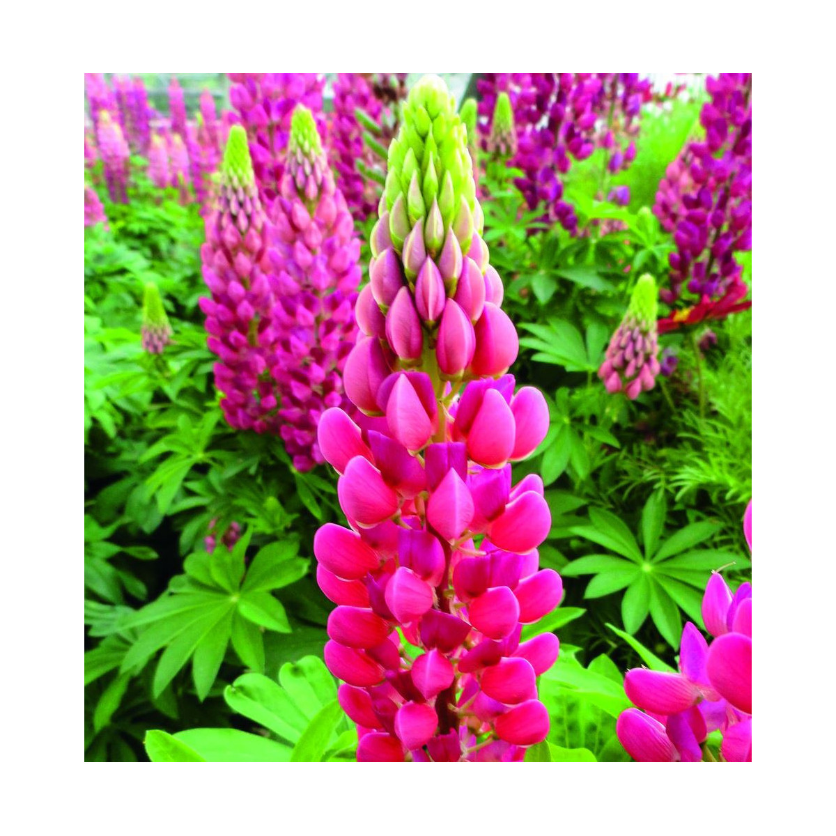 Lupina mnoholistá Lupini Red - Vlčí bob - Lupinus polyphyllus - prodej semen - 15 ks