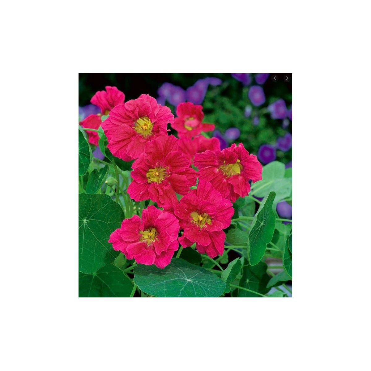 Lichořeřišnice menší Whirlybird Rose - Tropaeolum minus - prodej semen - 10 ks