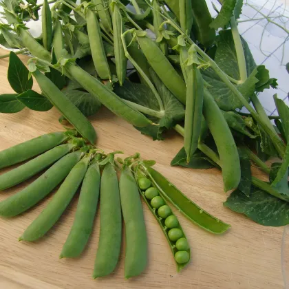 Hrách dřeňový Ambassador - Pisum sativum - semena - 10 gr