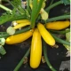 Cuketa Paladin F1 - Cucurbita pepo - prodej semen - 10 ks