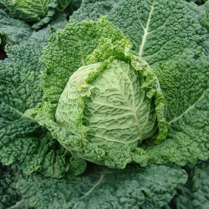 Kapusta Entira F1 - Brassica oleracea - semena - 20 Ks
