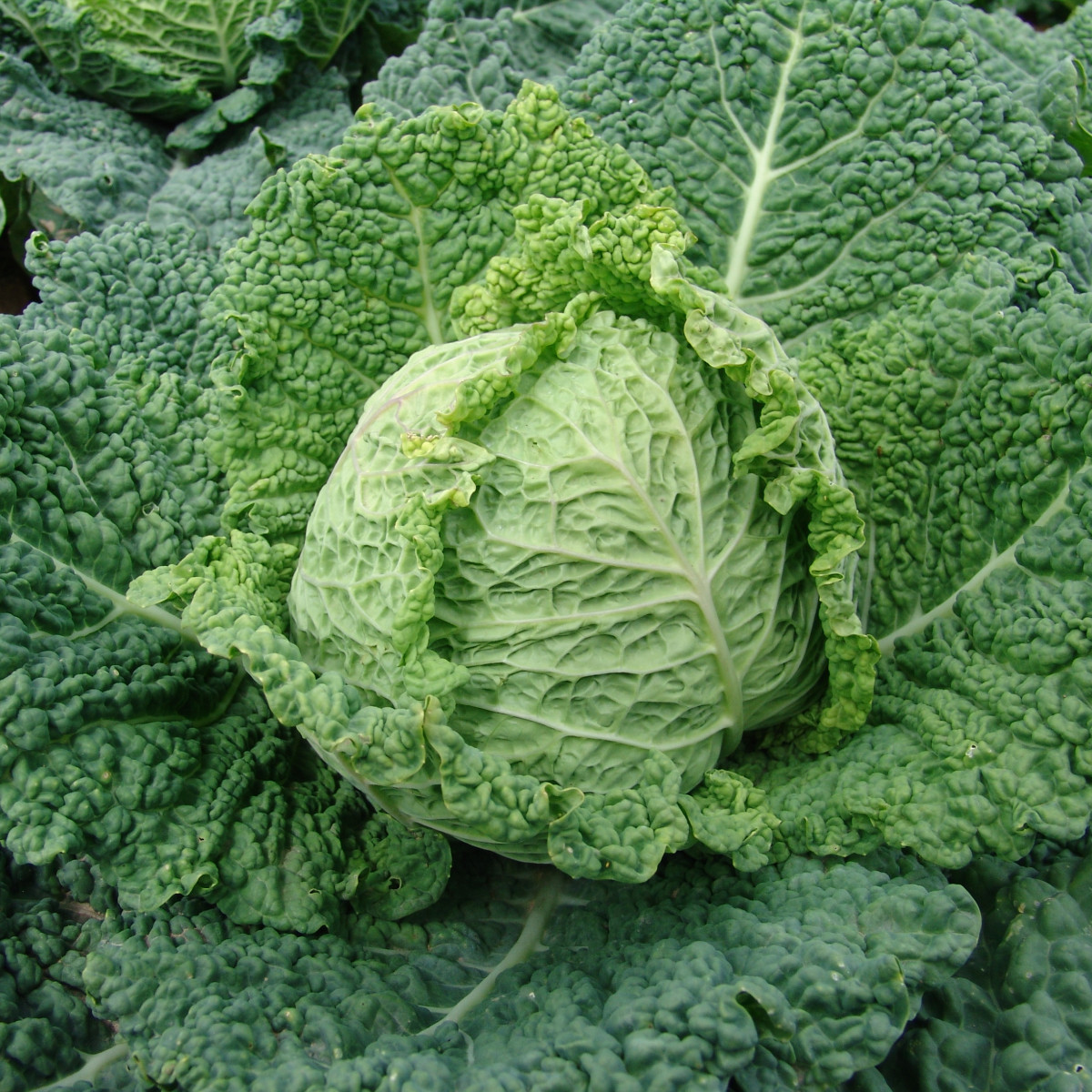 Kapusta Entira F1 - Brassica oleracea - semena - 20 Ks