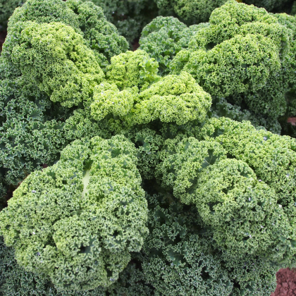 Kadeřávek Husar - Brassica oleracea L. - semena - 0,5 gr