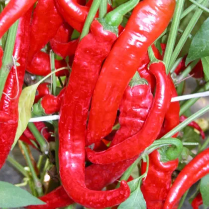 Semínka papriky - Capsicum annuum - Paprika kozí roh Artist - prodej semen - 15 ks