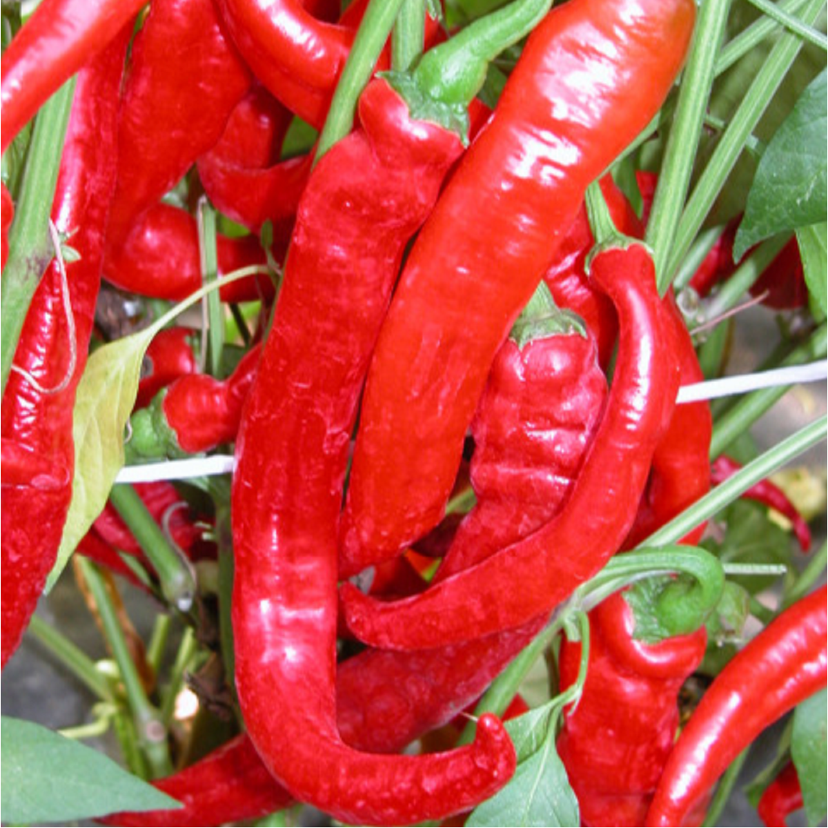 Semínka papriky - Capsicum annuum - Paprika kozí roh Artist - prodej semen - 15 ks