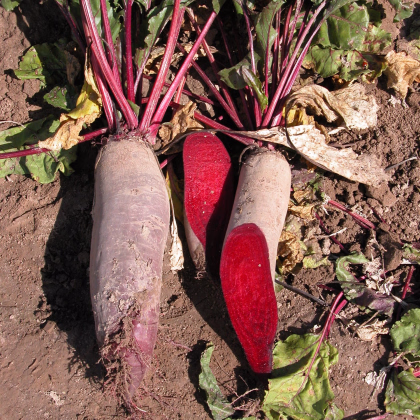 Řepa Renova salátová válcovitá - Beta vulgaris - prodej semen - 70 ks