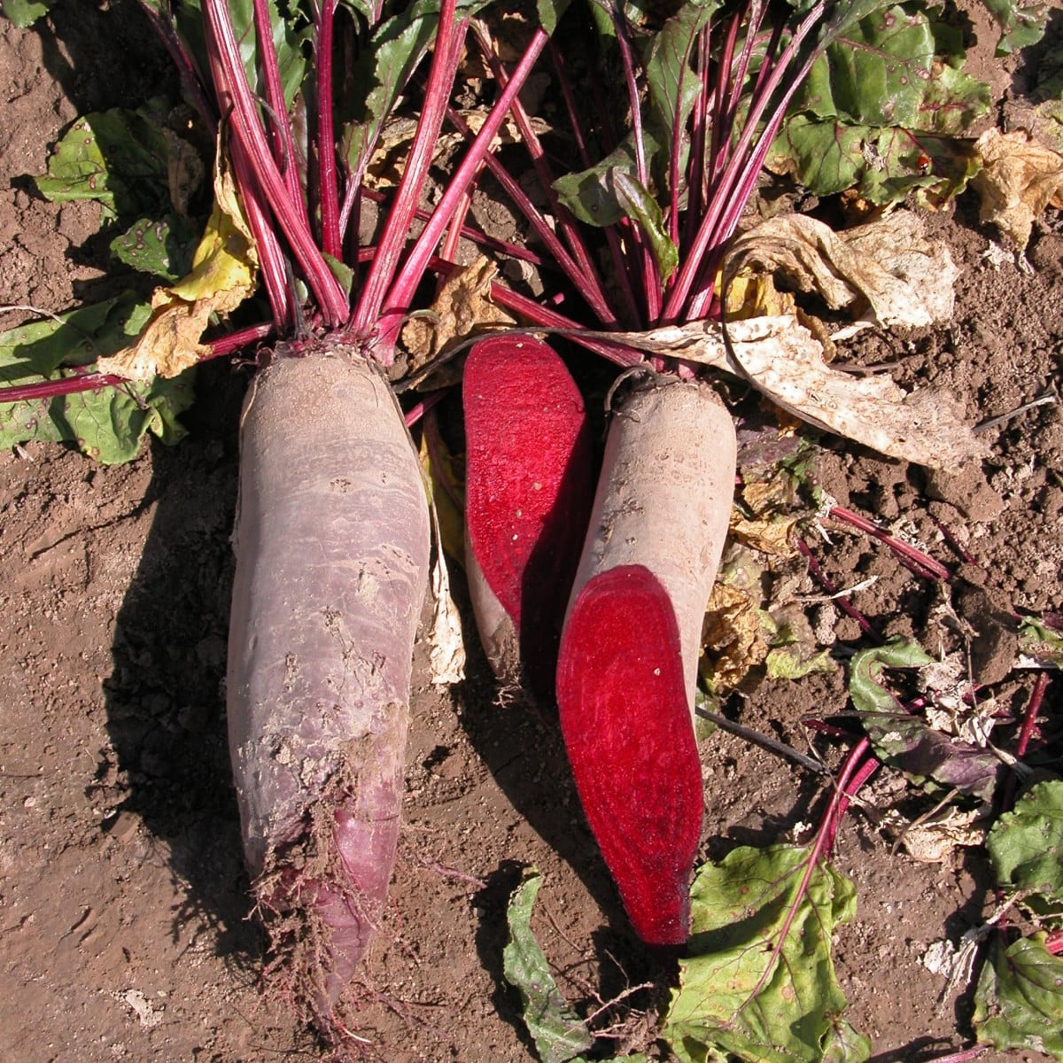 Řepa Renova salátová válcovitá - Beta vulgaris - prodej semen - 70 ks