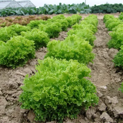 Salát Rekord - letní salát - Lactusa Sativa - 0,3 g