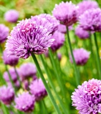 Pažitka pobřežní Splendidus - Allium schoenoprassum - prodej semen - 200 ks