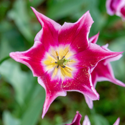 Tulipán Claudia - Tulipa - prodej cibulovin - 3 ks