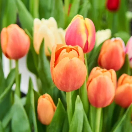 Tulipán Ice Cream pivoňkovitý - Tulipa - cibuloviny - 3 ks