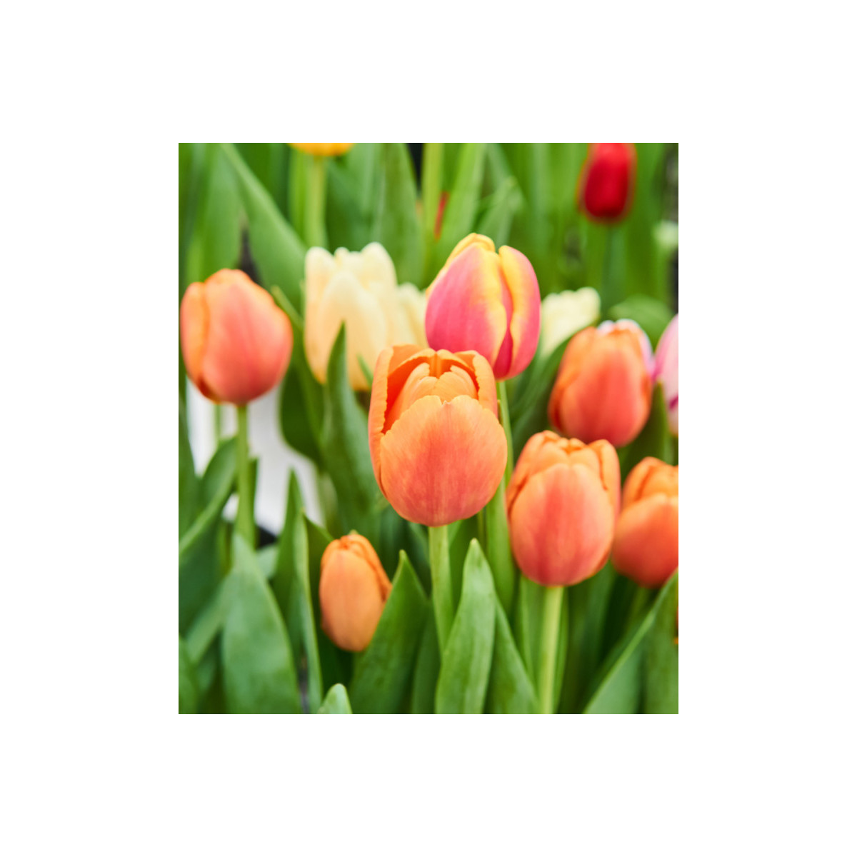 Tulipán Ice Cream pivoňkovitý - Tulipa - cibuloviny - 3 ks