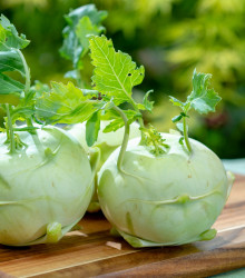 BIO Kedluben obří Superschmelz - Brassica oleracea - prodej BIO semen -  50 ks