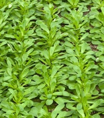 BIO Kozlíček polníček Verte de Cambrai - Vallerianella locusta - prodej bio semen - 150 ks