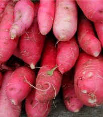 BIO Ředkev Ostergruss Rosa - Raphanus sativus - prodej bio semen - 50 ks