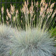 Kostřava ovčí - Festuca ovina - prodej semen - 50 ks