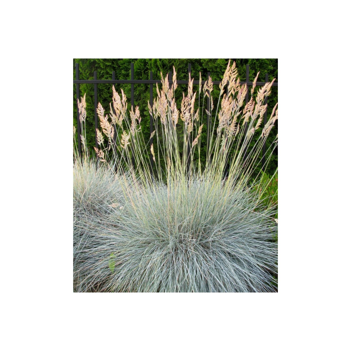 Kostřava ovčí - Festuca ovina - prodej semen - 50 ks