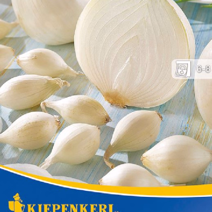 Cibule sazečka Silvermoon - Allium cepa - prodej cibulek - 50 ks