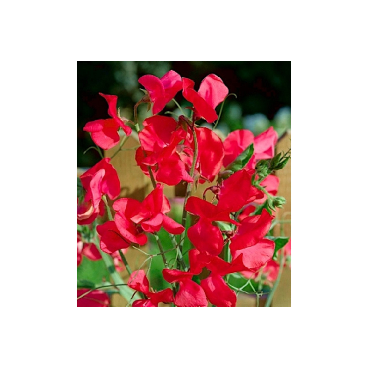 Hrachor vonný královský Scharlach - Lathyrus odoratus - prodej semen - 16 ks