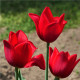 Tulipán Kingsblood - Tulipa - prodej cibulovin - 3 ks