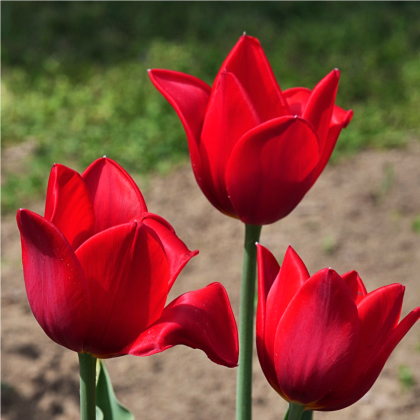 Tulipán Kingsblood - Tulipa - prodej cibulovin - 3 ks