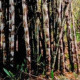 Bambus železný - Dendrocalamus Strictus - prodej semen - 2 ks