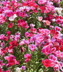 Zářivka velkokvětá směs - Godetia amoena - prodej semen - 0,1 g