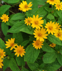 Černonožec bahenní Showstar - Melampodium - prodej semen - 18 ks