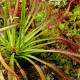 Rosnatka kapská Triffid Rose - Drosera capensis - prodej semen - 15 ks