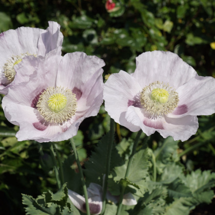 Mák Blue Moon - Papaver somniferum - prodej semen - 150 ks