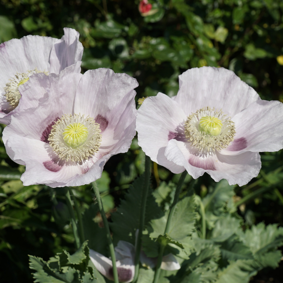 Mák Blue Moon - Papaver somniferum - prodej semen - 150 ks