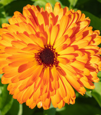 Měsíček lékařský Plamen Plus - Calendula officinalis - prodej semen - 85 ks