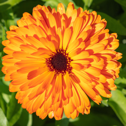 Měsíček lékařský Plamen Plus - Calendula officinalis - prodej semen - 85 ks