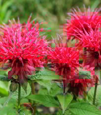 Zavinutka podvojná - Monarda - Monarda didyma - prodej semen - 30 ks