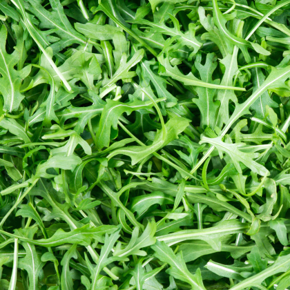 BIO Divoká roketa úzkolistá Wild rocket - Křez - Diplotaxis tenuiflora - prodej bio semen - 250 ks