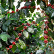 Kávovník arabský Himalaya - Coffea arabica - prodej semen - 15 ks