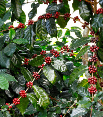 Kávovník arabský Himalaya - Coffea arabica - prodej semen - 15 ks