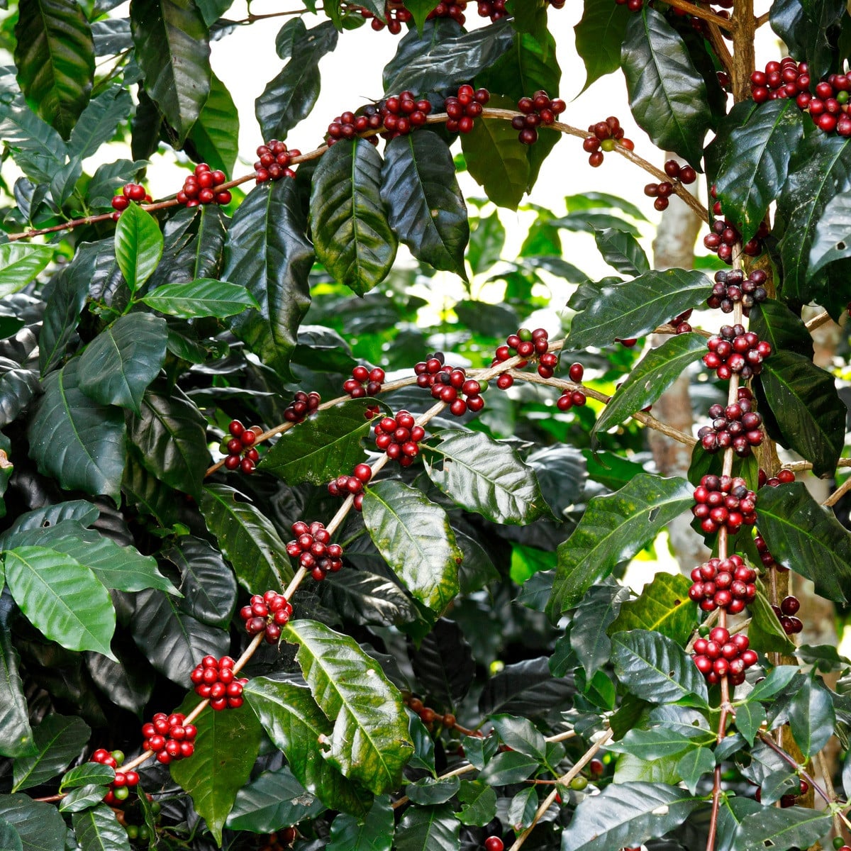 Kávovník arabský Himalaya - Coffea arabica - prodej semen - 15 ks