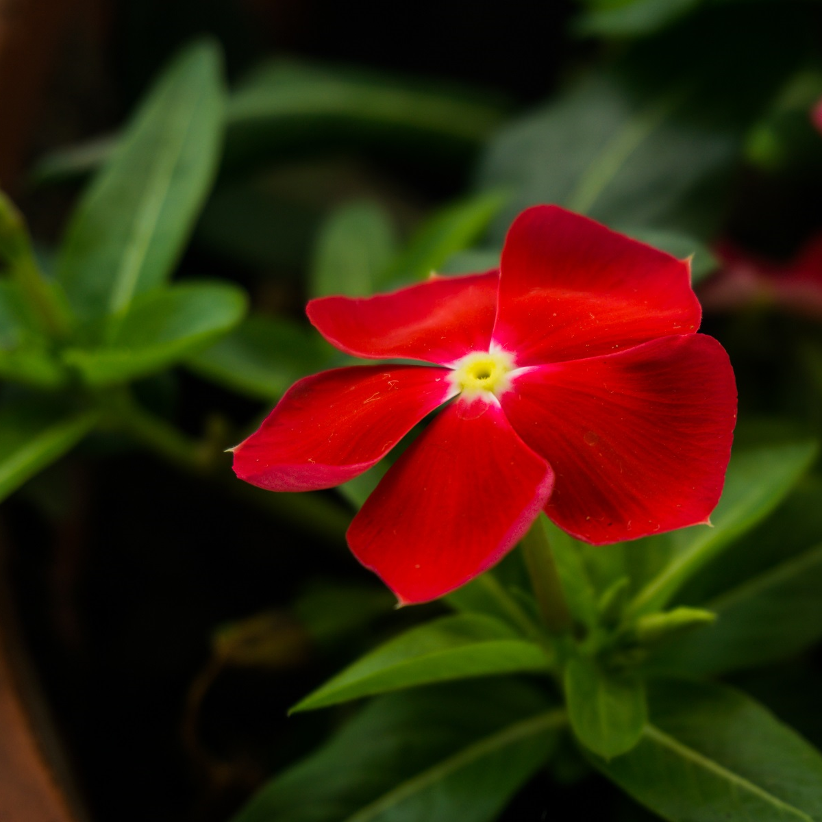 Barvínek Red F1 - Catharanthus - prodej semen - 30 ks