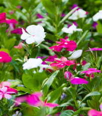 Barvínek Mediterranean mix F1 - Catharanthus roseus - prodej semen - 30 ks