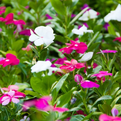 Barvínek Mediterranean mix F1 - Catharanthus roseus - prodej semen - 30 ks