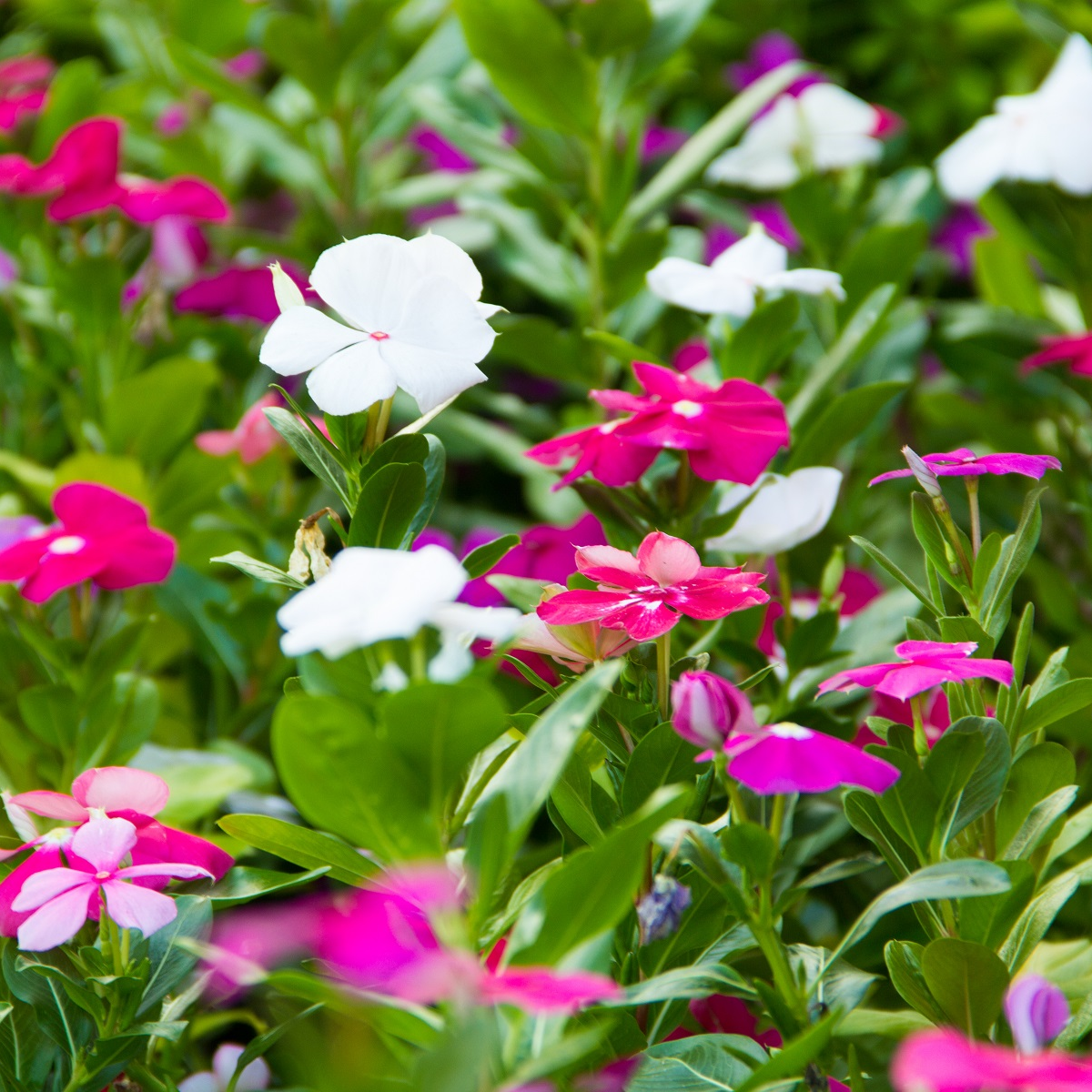 Barvínek Mediterranean mix F1 - Catharanthus roseus - prodej semen - 30 ks