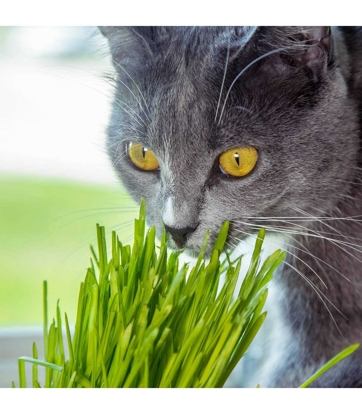 Tráva pro kočky- semena trávy pro kočky- 100 ks